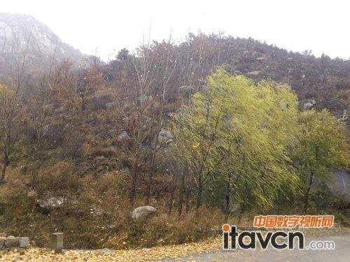 雪花飛舞,樹枝搖曳